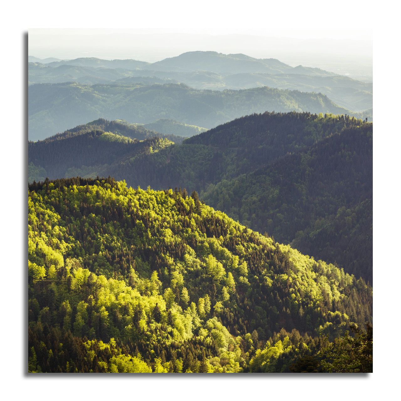Schwarzwald Minis - 3er Pack