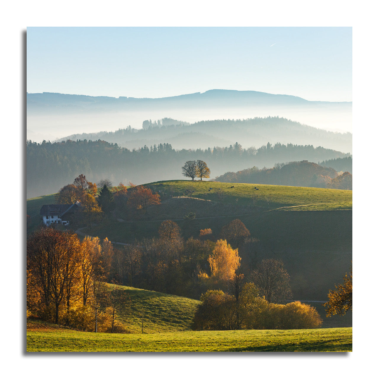 Schwarzwald Minis - 3er Pack