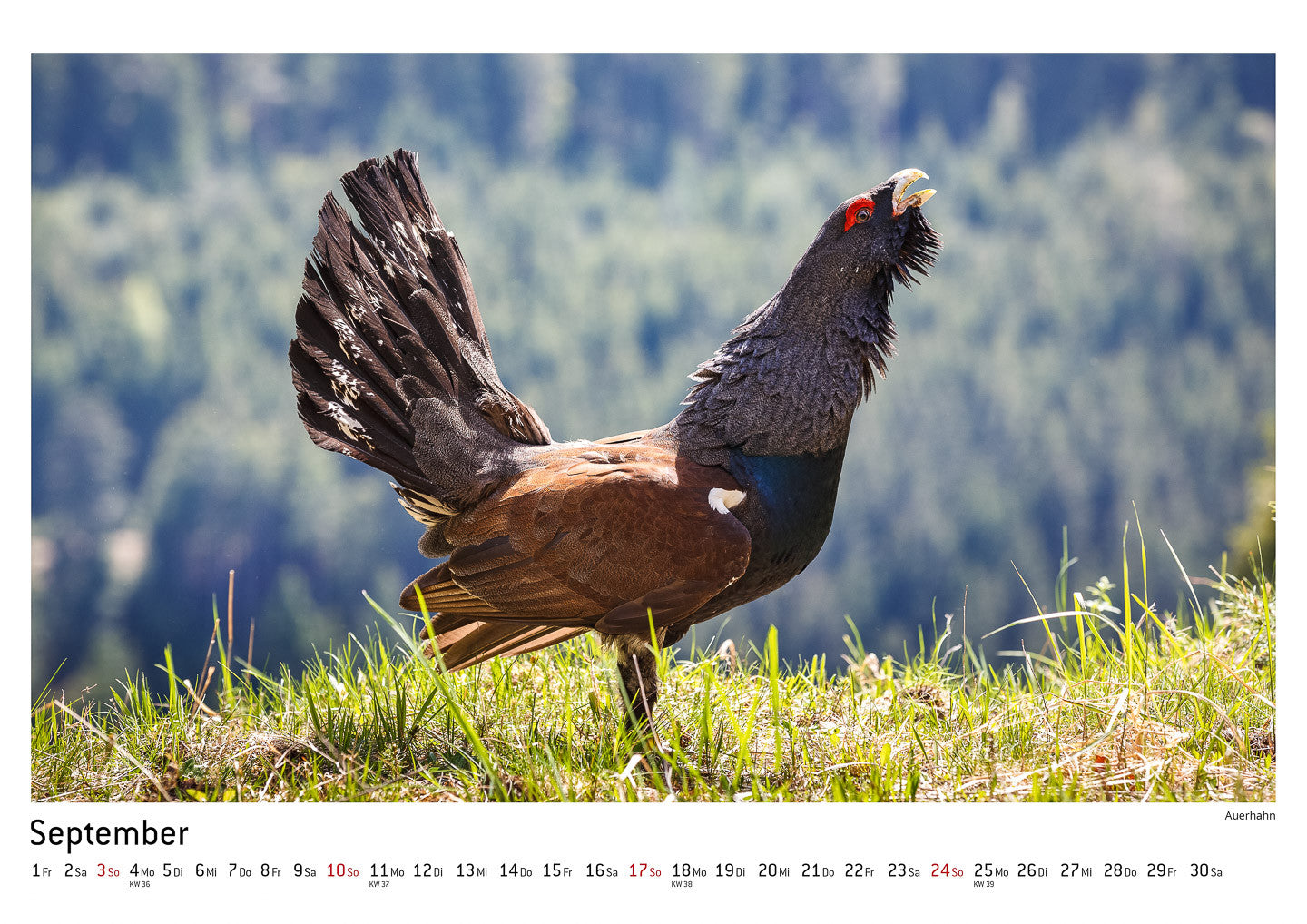 Schwarzwald Kalender 2017