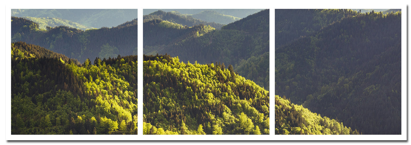 Freiburg Fotoleiste - Schwarzwald