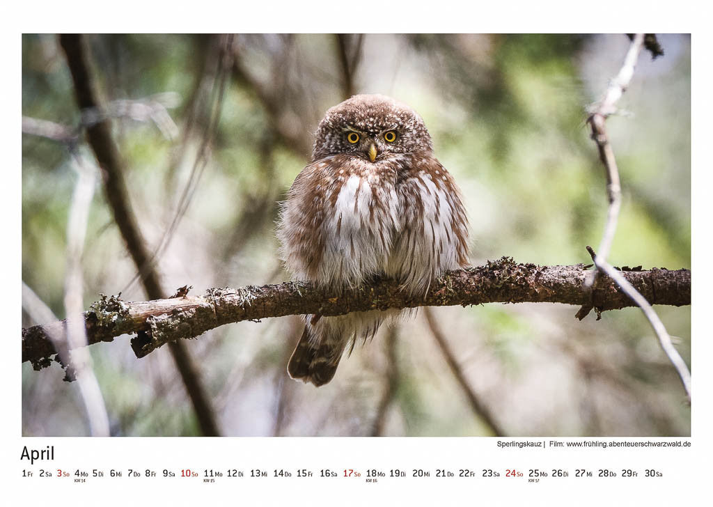 Schwarzwald Kalender 2016