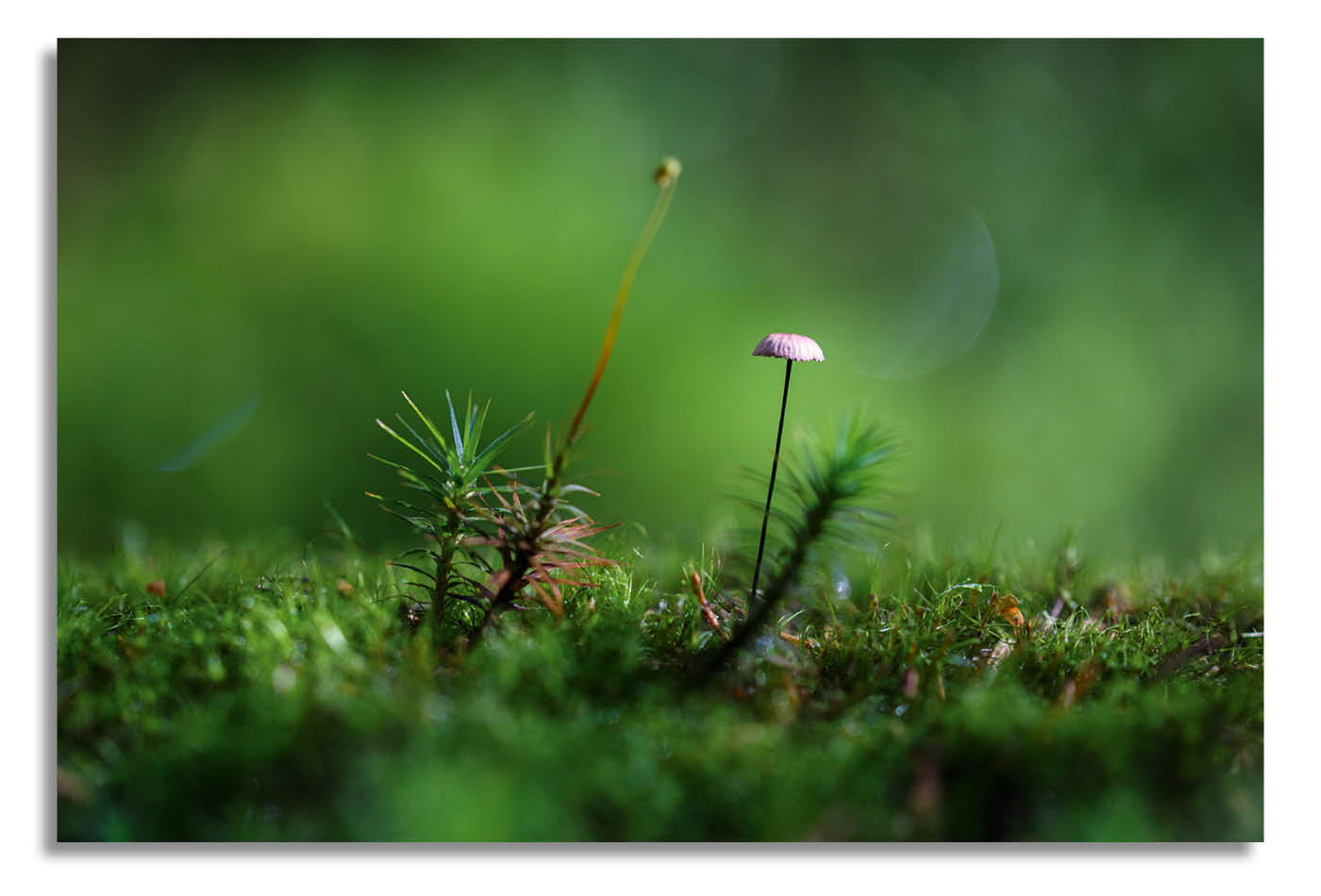 Wandbild #36